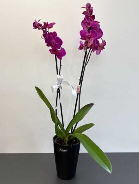 Phalaenopsis Orchids - 2 stems