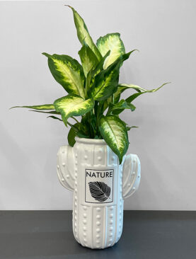 DIEFFENBACHIA