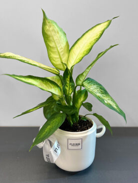 DIEFFENBACHIA SMALL