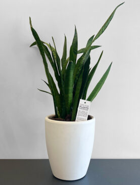 Snake Plant – Sansevieria